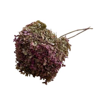 Casa Alegria Preserved Hydrangea Cabeza | Colour: Pink | Hydrangea dried flowers | Length ± 70 centimeter | Per stem