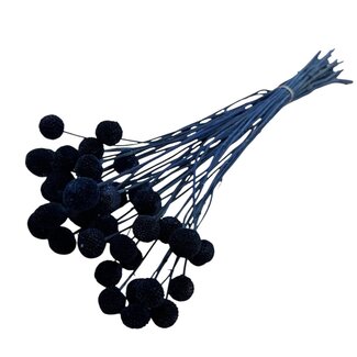 Casa Alegria Dried Craspedia | Colour: Dark blue | Drumstick Dry Flowers | Length ± 60 centimetre | Per 40 stems