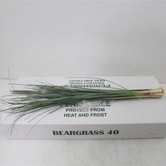 Freshy Xerophyllum Tenax Bärengras | Farbe: Grün | Länge ± 75 centimeter | 40 Triebe pro Bündel | Pro 5 Bündel