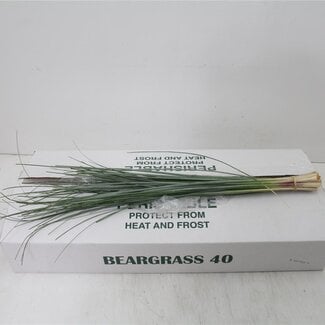 Freshy Xerophyllum Tenax Beargrass | Colour: Green | Length ± 75 centimeter | 40 stems per bunch | Per 5 bunches