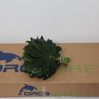 Freshy Aralia Leaf | Colour: Green | Length ± 25 centimetre | Per 5 bunches