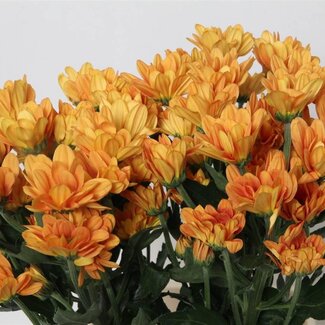 Freshy Spray chrysanthemum Chrysanthemum “Kaya” | Colour: Orange Yellow | Length ± 70 centimeter | Per 10 stems fresh flowers