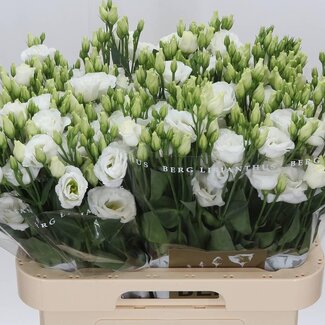 Freshy Eustoma Lisianthus Double-flowered “Rosi White” | Colour: White | Length ± 70 centimeter | Per 10 stems fresh flowers