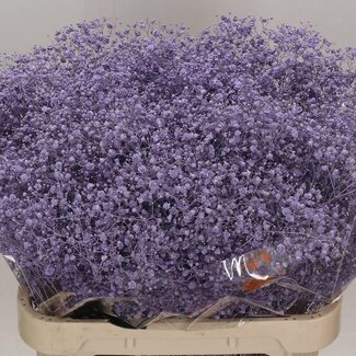 Freshy Gypsophila Paniculata Gipskruid “Xlence” Kleurbehandeld | Kleur: Milkapaars | Lengte ± 80 centimeter | Per 25 stelen verse bloemen