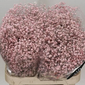 Freshy Gypsophila Baby's breath “Xlence” Colour-treated | Colour: Light Pink | Length ± 80 centimetre | Per 25 stems fresh flowers