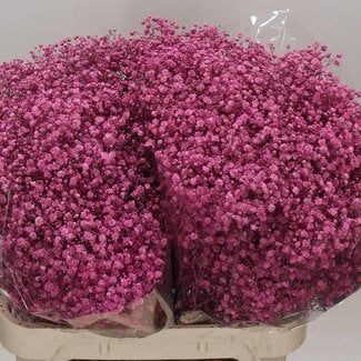 Freshy Gypsophila Baby's breath | Colour: Pink | Length ± 80 centimetre | Per 25 stems fresh flowers