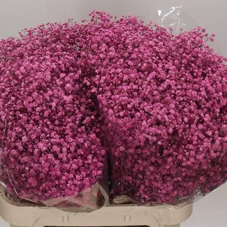 Freshy Gypsophila Schleierkraut | Farbe: Rosa | Länge ± 80 centimeter | Pro 25 Stielen frische Blumen