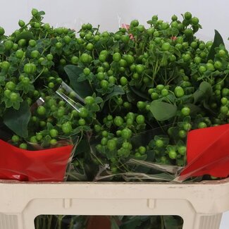 Freshy Hypericum “Jungle Rosa” Branched | Colour: Green | Length ± 70 centimetre | Per 25 stems fresh flowers