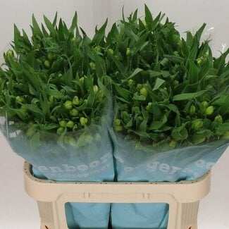 Freshy Alstroemeria “Virginia” | Kleur: Wit | Lengte ± 75 centimeter | Per 10 stelen verse bloemen