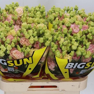 Freshy Eustoma Lisianthus Double “Alissa Champagne” | Colour: Pink | Length ± 70 centimetre | Per 10 stems fresh flowers