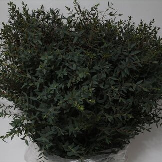 Freshy Eucalyptus Parvifolia | Colour: Green | Length ± 70 centimetre | Per 5 bunches