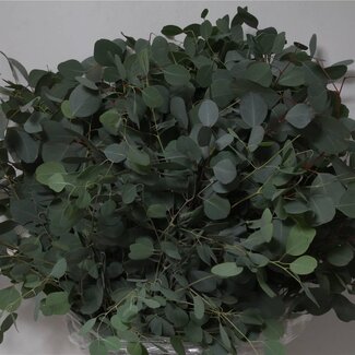 Freshy Eucalyptus Populus Leaf | Colour: Green | Length ± 70 centimetre | Per 5 bunches