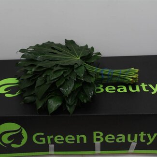 Freshy Aralia Leaf | Colour: Green | Length ± 40 centimeter | Per 5 bunches