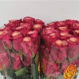 Freshy Rozen “Cold Brew” | Kleur: Roze | Lengte ± 50 centimeter | Per 25 rozen