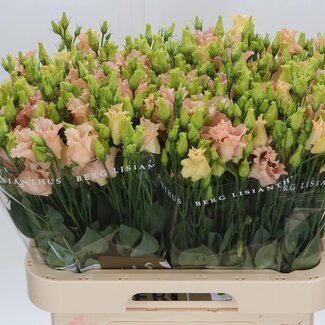 Freshy Eustoma Lisianthus Single-flowered “Falda Apricot” | Colour: White | Length ± 70 centimetre | Per 10 stems fresh flowers