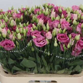 Freshy Eustoma Lisianthus Double “Rosi Rose Pink” | Colour: Pink | Length ± 70 centimetre | Per 10 stems fresh flowers