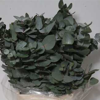 Freshy Short Eucalyptus Cinerea | Colour: Green | Length ± 55 centimeter | 150 gram per bunch | Per 5 bunches