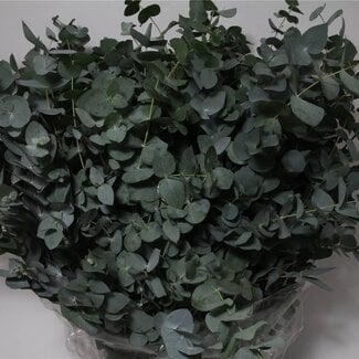 Freshy Eucalyptus Cinerea | Colour: Green | Length ± 70 centimeter | 400 gram per bunch | Per 5 bunches