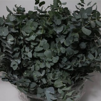 Freshy Eucalyptus Cinerea | Kleur: Groen | Lengte ± 70 centimeter | 400 gram per bos | Per 5 bossen