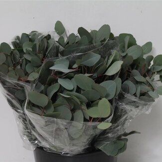 Freshy Korte Eucalyptus Populus | Kleur: Groen | Lengte ± 50 centimeter | 150 gram per bos | Per 5 bossen