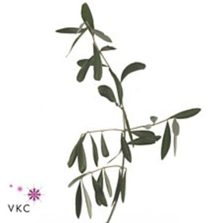 Freshy Olive branches | Colour: Green | Length ± 70 centimeter | 400 gram per bunch | Per 5 bunches