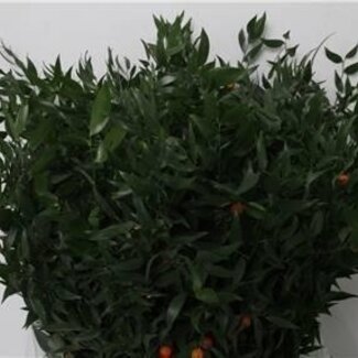 Freshy Ruscus Muizendoorn | Colour: Green | 200 gram per bunch | Per 5 bunches