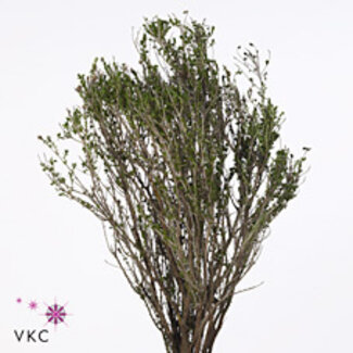 Freshy Thymus False Thyme | Colour: Green | Length ± 70 centimeter | 400 gram per bunch | Per 5 bunches