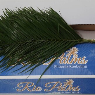 Freshy Phoenix Roebelenii Palm leaf | Colour: Green | Length ± 60 centimetre | Per 5 bunches