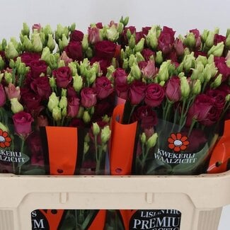 Freshy Eustoma Lisianthus Double “Arosa Red” | Colour: Red | Length ± 70 centimetre | Per 10 stems fresh flowers