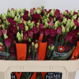 Freshy Eustoma Lisianthus Gevuld “Arosa Red” | Kleur: Rood | Lengte ± 70 centimeter | Per 10 stelen verse bloemen