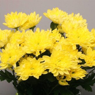 Freshy Spray chrysanthemum Chrysanthemum “Baltica Yellow” | Colour: Yellow | Length ± 70 centimetre | Per 10 stems fresh flowers