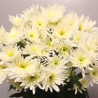 Freshy Spray chrysanthemum Chrysanthemum “Delian White” | Colour: White | Length ± 70 centimeter | Per 10 stems fresh flowers