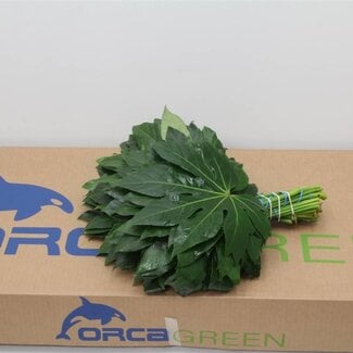 Freshy Aralia Leaf | Colour: Green | Length ± 30 centimetre | Per 5 bunches