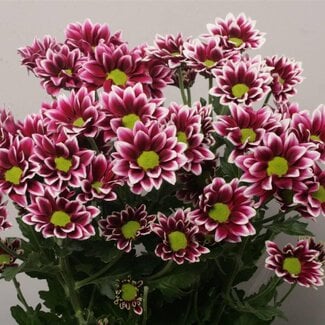 Freshy Spray chrysanthemum Chrysanthemum “Haydar” | Colour: Red | Length ± 70 centimeter | Per 10 stems fresh flowers