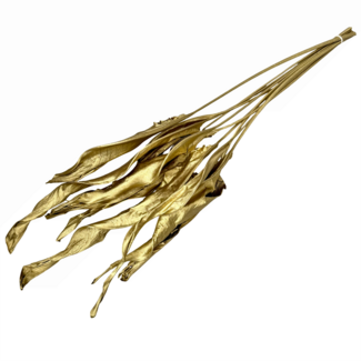 Dutch Dried Dried Bird of Paradise plant | Colour: Gold-coloured | Strelitzia Dried flowers | Length ± 70 centimetre | Per 10 stems