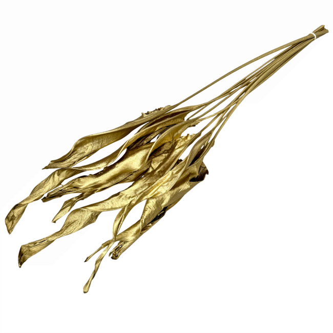 Dried Bird of Paradise plant | Colour: Gold-coloured | Strelitzia dried flowers | Length ± 70 centimeter | Per 10 stems
