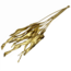 Dried Bird of Paradise plant | Colour: Gold-coloured | Strelitzia dried flowers | Length ± 70 centimeter | Per 10 stems