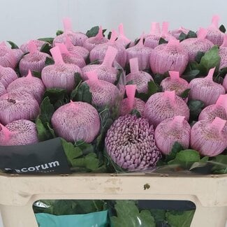 Freshy Deco Chrysanthemum Chrysanthemum “Couture” | Colour: Purple | Length ± 70 centimeter | Per 10 fresh flowers