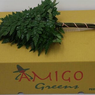 Freshy Rumohra Leather fern Small | Colour: Green | Length ± 35 centimeter | Per 5 bunches