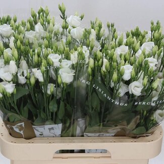 Freshy Eustoma Lisianthus Enkelbloemig “Picco White” | Kleur: Wit | Lengte ± 70 centimeter | Per 10 stelen verse bloemen