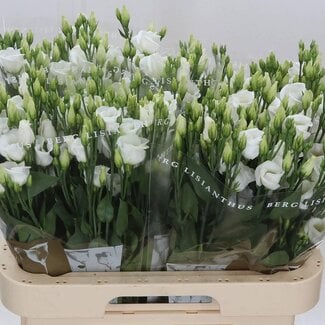 Freshy Eustoma Lisianthus Single-flowered “Picco White” | Colour: White | Length ± 70 centimetre | Per 10 stems fresh flowers