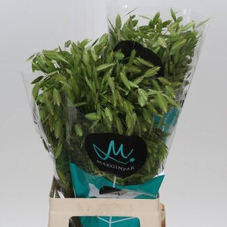 Freshy Chasmanthium Latifolium | Colour: Green | Length ± 70 centimeter | Per 50 fresh flowers