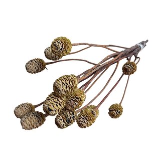 Casa Alegria Dried Leucadendron | Colour: Natural | Leucadendron Dried flowers | Length ± 40 centimetre | Per 3 stems