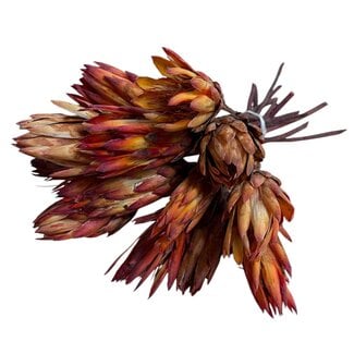 Dutch Dried Dried Protea Pendula | Colour: Natural Red Orange | Protea Dried Flowers | Length ± 35 centimetre | Per 10 stems