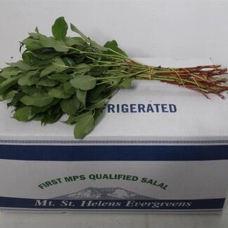 Freshy Salal “Mount Helenium” | Colour: Green | Length ± 45 centimetre | Per 5 bunches
