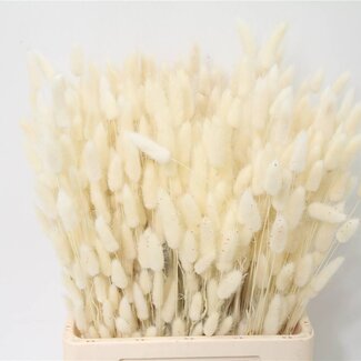Freshy Lagurus Bunny Tail Deco | Colour: White | Length ± 70 centimeter | Per 2 bunches