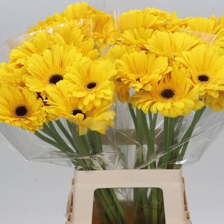 Freshy Gerbera “Olympic Gold” | Colour: Yellow | Length ± 65 centimeter | Per 10 fresh flowers