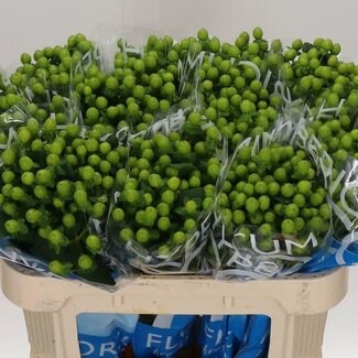 Freshy Hypericum Johanniskraut “Coco Bamboo” | Farbe: Groen | Länge ± 70 centimeter | Pro 20 frische Blumen