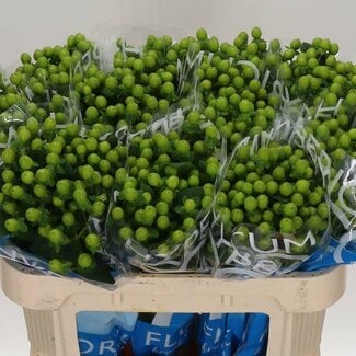 Freshy Hypericum St John's-wort “Coco Bamboo” | Colour: Green | Length ± 70 centimetre | Per 20 fresh flowers