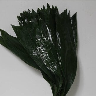 Freshy Aspidistra Leaf | Colour: Green | Length ± 70 centimetre | Per 5 bunches